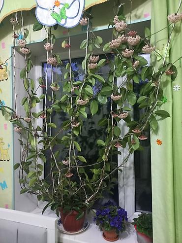 Хойи: Комнатные и уличные декоративные растения в горшках - Крупные — 3