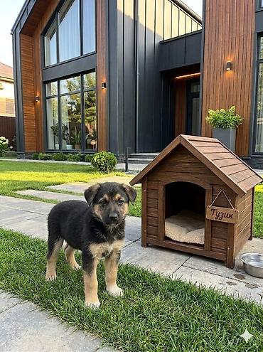 Продажа собак: 2 месяца, Самка — 6
