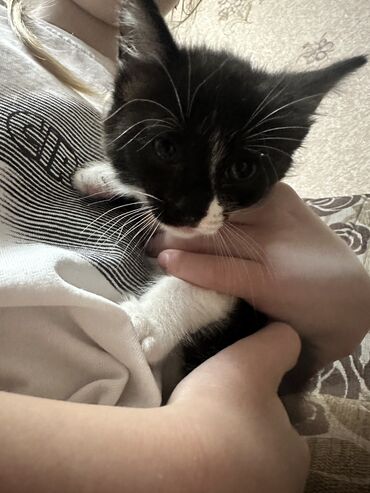 кормящая кошка: Отдадим котяток в хорошие руки. 1,5 месяца. Девочки. Коты, кошка