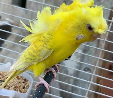 Tutuquşları: Yaponic cütü 70 azn — 16