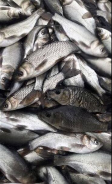 продать животных: Продаю малёк карп амур толстолоб от15грам до40 грам и есть в наличии