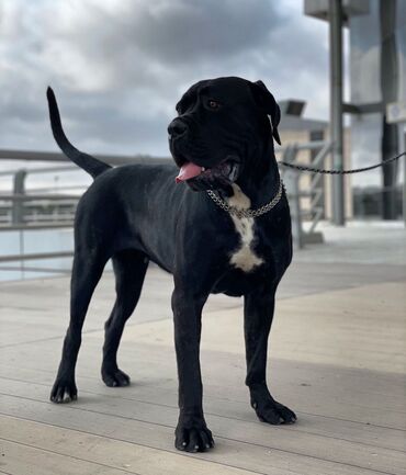 İtlər: Kane-Korso, 3 ay, Erkek, Sənədli — 13