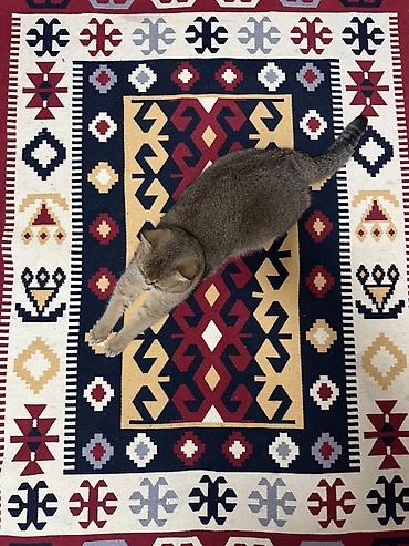 quba heyvan satisi: Şotland, Dişi — 7