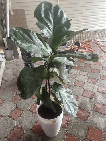 отургучтар бу: Фикус лировидный (Ficus lyrata) в декоративном горшке. - Эффектные