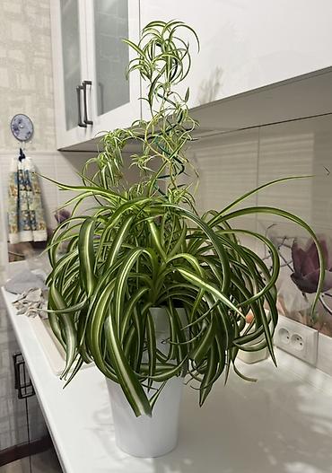 цветок хлорофитум: Хлорофитум (Chlorophytum comosum ‘Variegatum’) в горшке - Пышная — 1