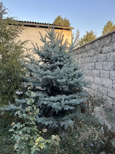 купить автомойку высокого давления: Голубая ель (Picea pungens ‘Glauca’) для озеленения участка. - Хвоя