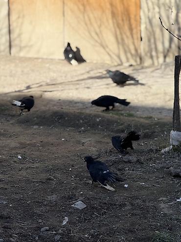 Göyərçinlər: Sade ve dekorativ goyercinler satilir cut ya optom ciddi alicilar — 9