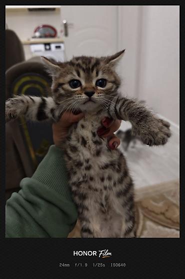 Pişiklər: Şotland, Erkək, Dişi — 15