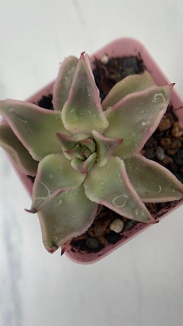 Кактусы: В наличии ❗️‼️ Самые необычные цветы😍как будто с другой планеты 🪐 — 11