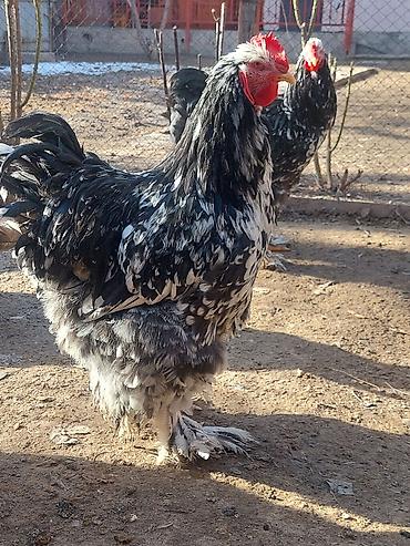 Товары и оборудование для с/х животных: Брудеры для цыплят. КЛЕТКА для цыплят. Цена 4800 сом. Размеры. длина — 17