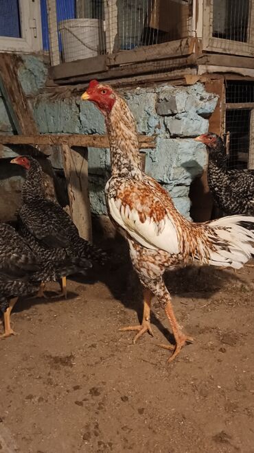 Hummer: Heyratı pileymut yumurtaları say mehdudur hal hazırda 5 dene var