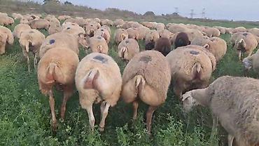 at satanlar: Dişi, il: 2, Damazlıq, Pulsuz çatdırılma — 3