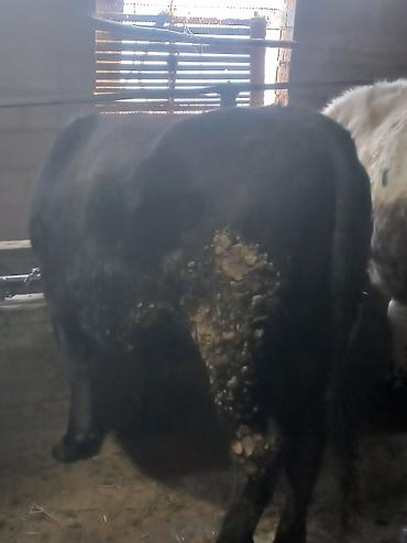 Коровы, быки: Продаю | Бык (самец) | На откорм | Привязанные — 4