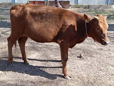 Коровы, быки: Продаю | Корова (самка) | Алатауская — 6