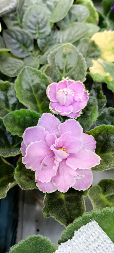 семена кортофеля: 🌱🌺🌱 Продаю сортовые ДЕТКИ стандартных фиалок🌱🌺🌱. Для заказа пишите или