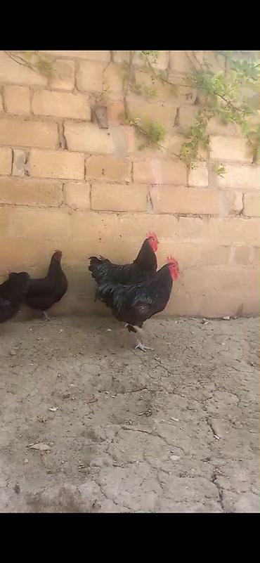 cuce ve xoruz temsili: Avstralop ailesi 8 eded 6 fere 2 xoruz yumurtayırlar arginal — 3
