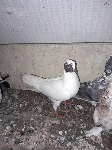 göyercinler: Quwlar satilir ebres ve cil cut alana 5 azndan tek qiymet deyisir 5 — 1