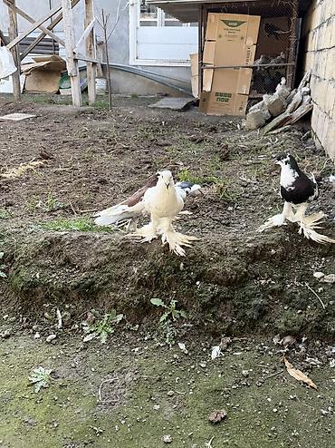 Göyərçinlər: Sade ve dekorativ goyercinler satilir cut ya optom ciddi alicilar — 8