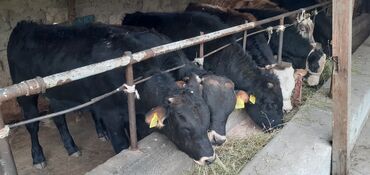 Коровы, быки: Продаю | Бык (самец) | Швицкая | На откорм, Для разведения