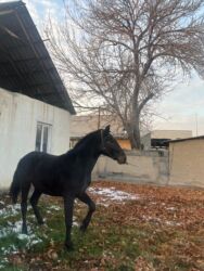 дом для котов: Порода: Россия рост:1.65 свет: чёрный возраст:жазга пышты басы 250