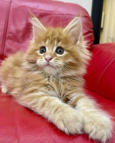 Other: Maine coon Kittens for free adoption Offering healthy and playful