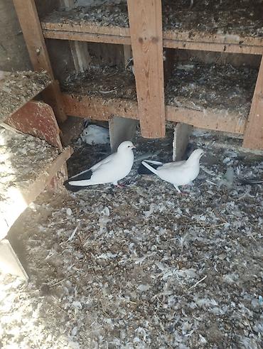 goyercin bazari: Erkey maya cütü 110. m . catrlma yoxdu — 2