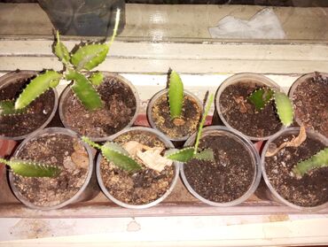 растения домашние: 🌵укорененные черенки кактуса "Красный дракон" - 200 сом за один👈