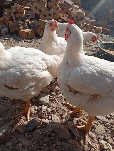 дробленая кукуруза: Продаю | Куры | Бройлерная | На забой — 4