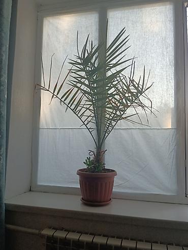 финиковые пальмы: Финиковая пальма (Phoenix dactylifera) в горшке. - Высота растения — 2