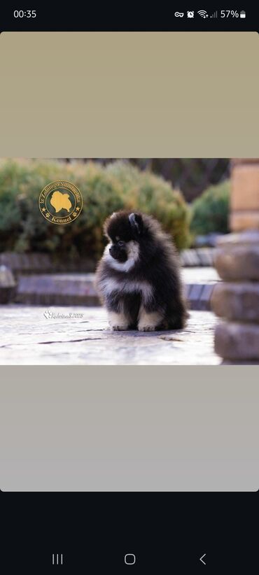 Продажа собак: Шпиц, 3 месяца, Самец, С прививкой, С родословной — 14