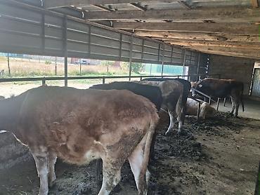 где можно найти собаку: Продаю | Тёлка — 1