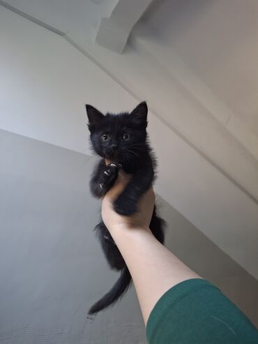 сколько стоит собака хаски щенок: Кошка даром: Бомбейская, 1 месяц, Мальчик, Приучена к лотку