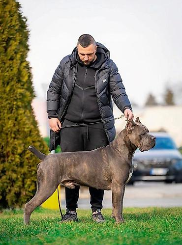 Psi: Dostupni za rezervaciju stenci Cane Corso iz registrovane — 19