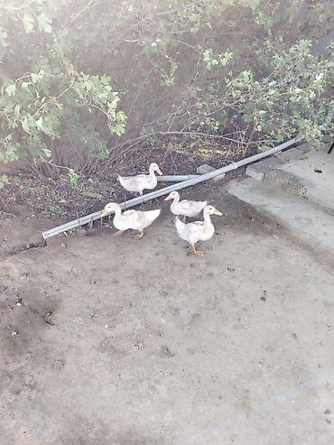 hinduşka balaları: Muscovy (hind) və Pekin ördəkləri – qarışıq sürü 29 ededdir 11 balaca — 4