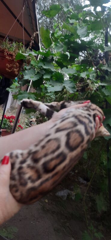 бенгальская кошка: Муфассо наш Бенгальский малыш вырос оочень красивымсвободен все