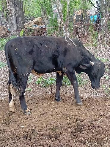 Коровы, быки: Продаю | Бык (самец) | На откорм — 1