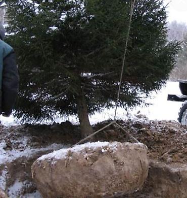 Другие услуги: Услуги посадок Зимой! Елей и Туй. Хвоников одним словом Ландшафтный — 6