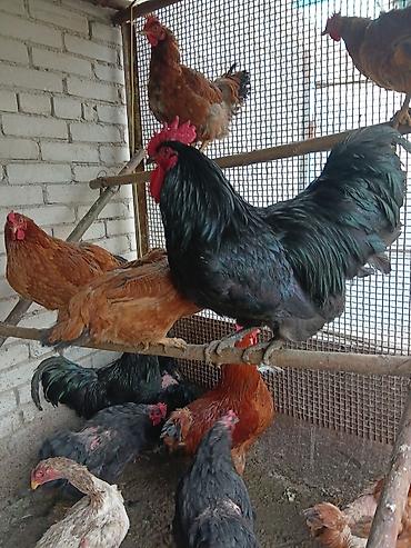 Птицы: Продаю — 12