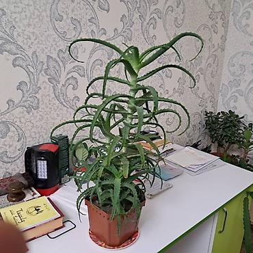 гул челек: Продаётся лечебное алоэ
Длина: 40 см — 1