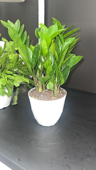 Драцены и Сансевиерии: Доставка по городу бесплатно . Адаптированные пересаженные Комнатные — 69