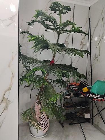 дождевой червь: Араукария разнолистная (Norfolk Island Pine) — крупное комнатное — 1