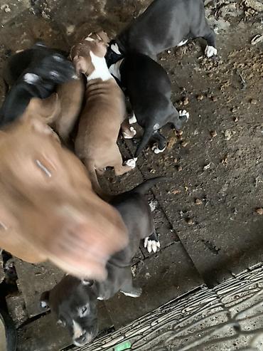 Продажа собак: Щенки с короткой гладкой шерстью, мощным телосложением и широкими — 8