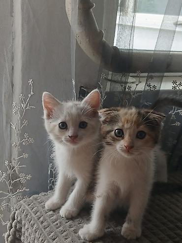белые котенки: Котята, домашнее потомство. - Порода: беспородные (домашние). - — 8