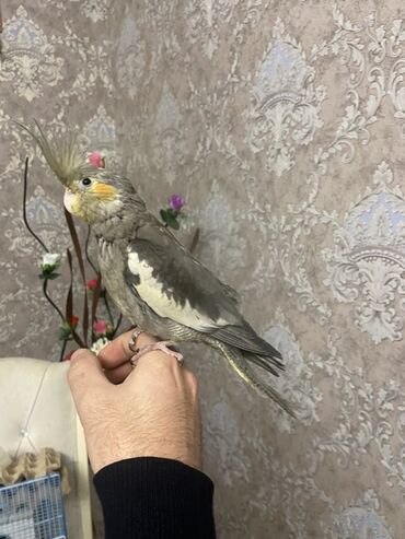 Amadinlər: Növ: karella (papuqayı) – boz rəng çalarları, yanaqlarda narıncı — 7