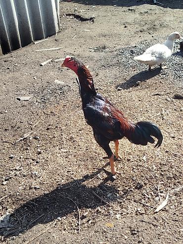 Куры, петухи: Продаю | Петух | Бойцовая | Для разведения — 4