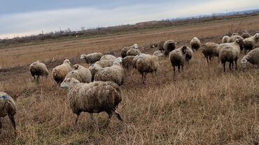 Qoyunlar, qoçlar: Otlaqda otlayan bir sürü qoyun. Qoyunların əksəriyyəti açıq rəngli — 13