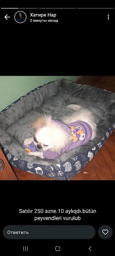 İtlər: Pekines, 10 ay, Peyvəndli — 4
