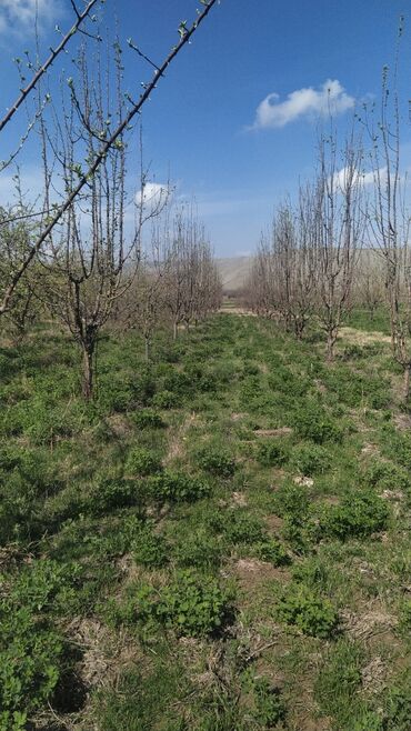 селхоз земли: 3000 соток, Для сельского хозяйства, Генеральная доверенность