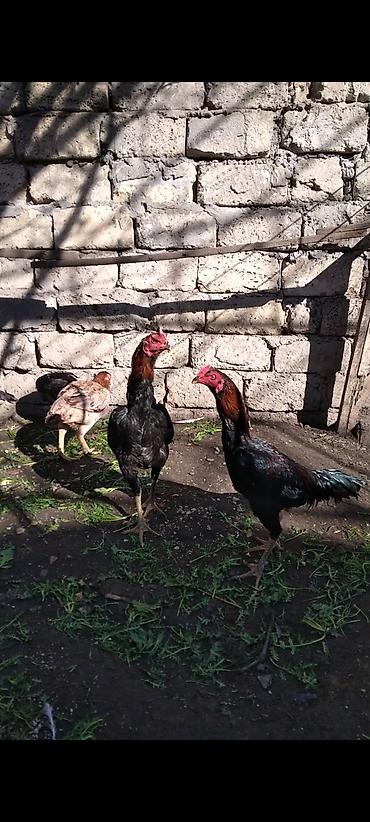 Xoruzlar: Heyratı beçə satılır cins heyvandı hələ tam ayılmayıb heyvanan başı — 7