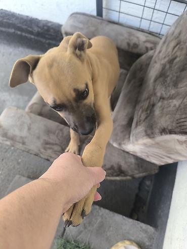 Продажа собак: ❤️🐾 Продам в хорошие руки питбуля Спарту! 🐾❤️ Знакомьтесь, это наша — 3